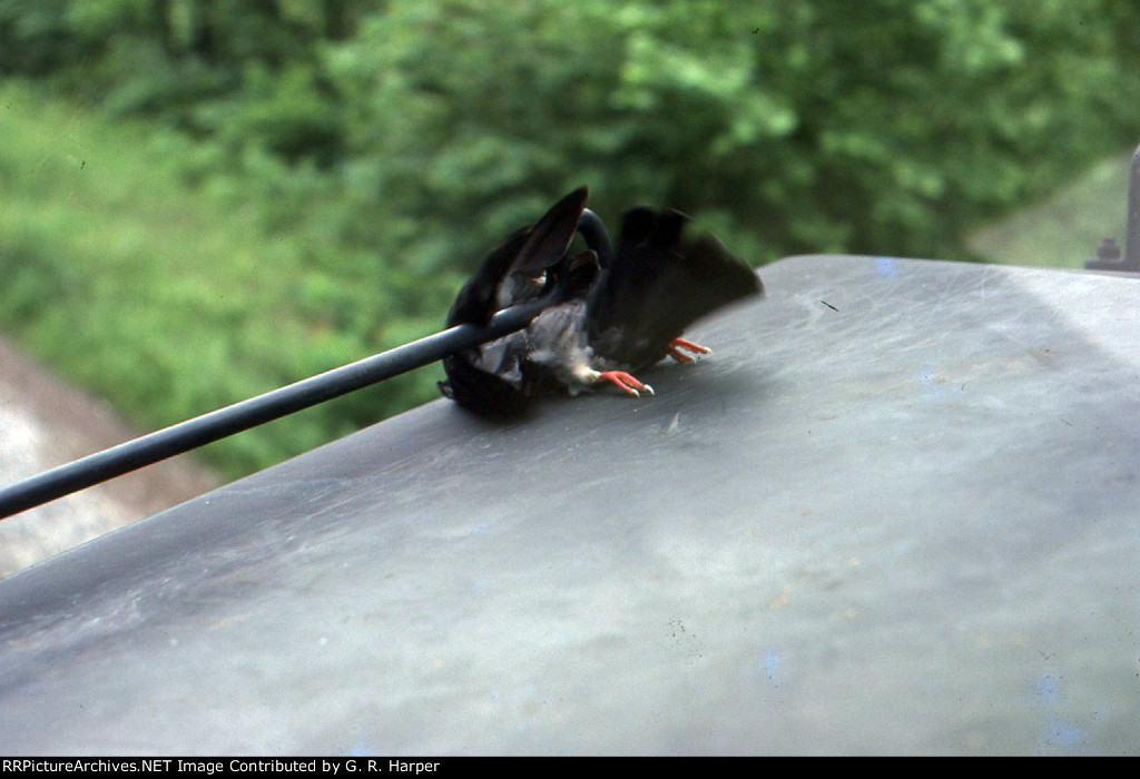 Dead pigeon on a grab iron of AMTK 278 leading train 66 over the Dry Fork Branch